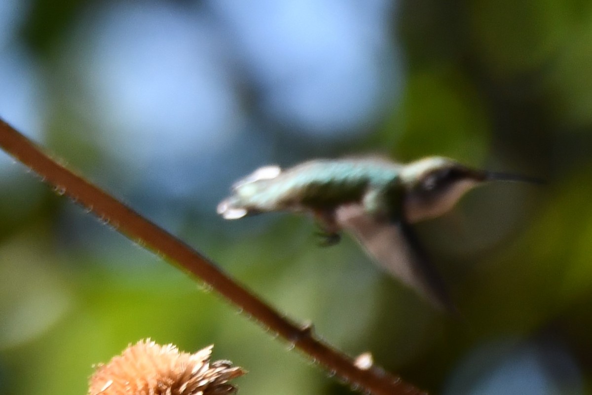 Black-chinned Hummingbird - ML624212732