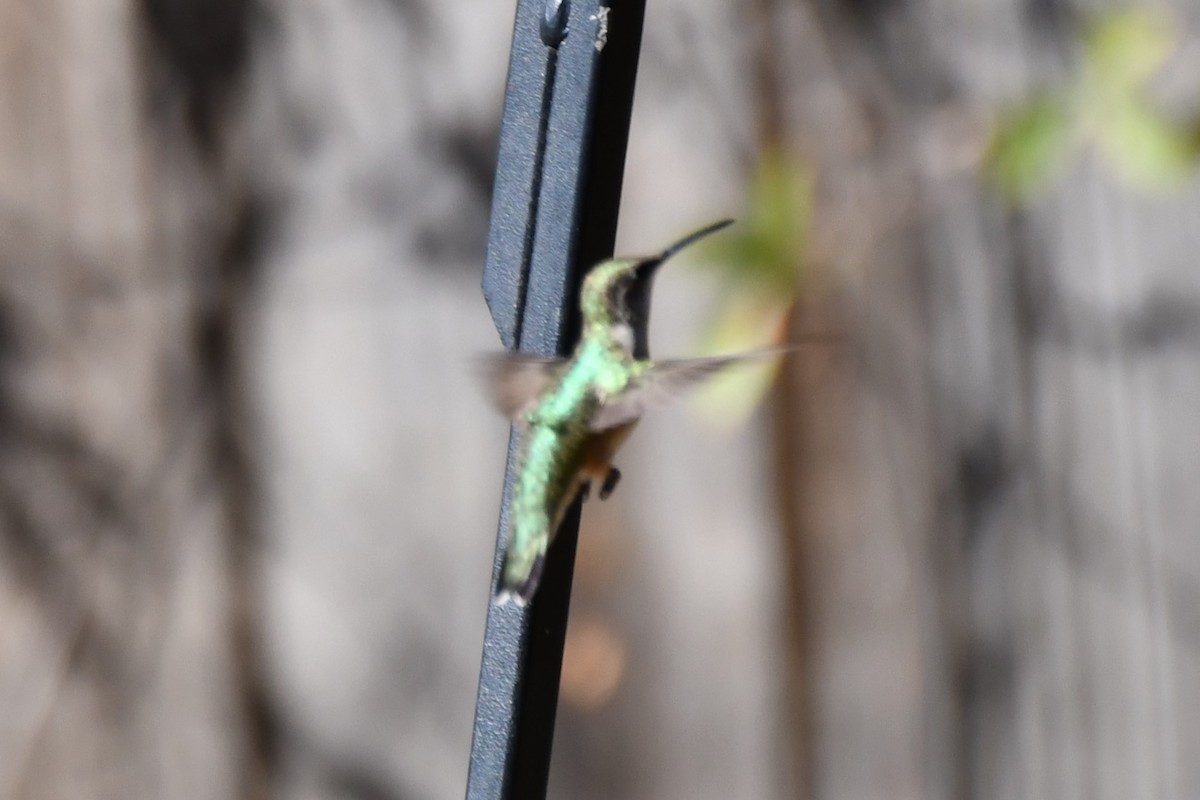 Black-chinned Hummingbird - ML624212733