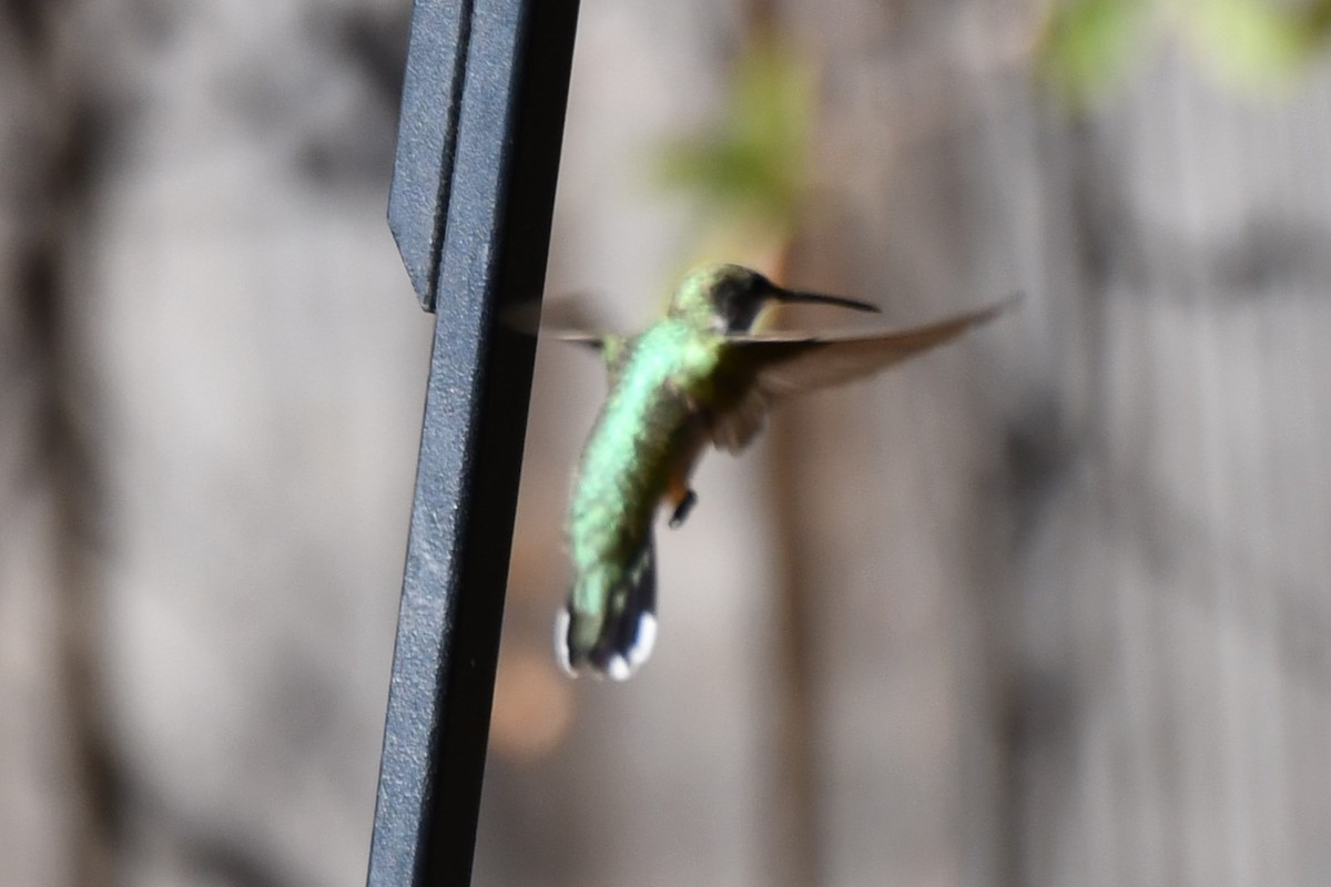 Black-chinned Hummingbird - ML624212734