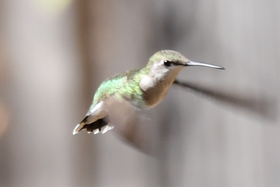 Black-chinned Hummingbird - ML624212735