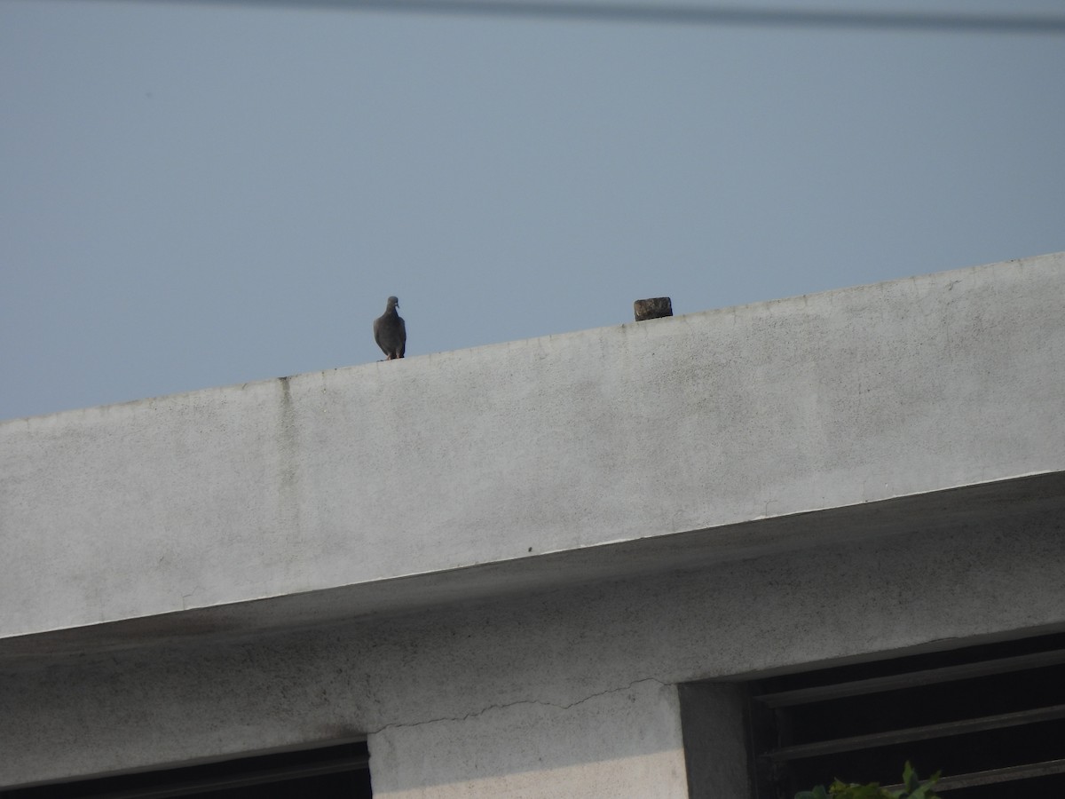 Rock Pigeon (Feral Pigeon) - ML624212750