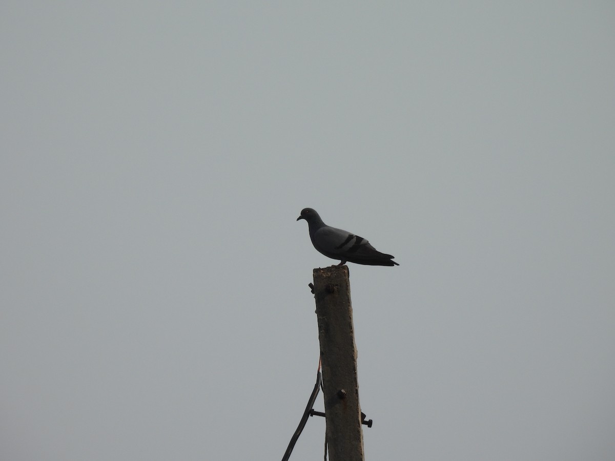 Rock Pigeon (Feral Pigeon) - ML624212751