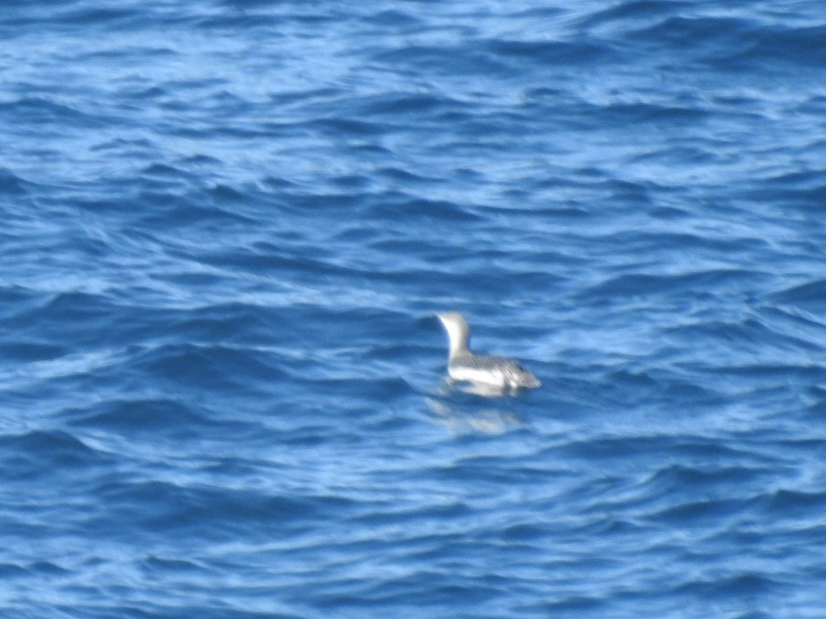 Red-throated Loon - ML624212757