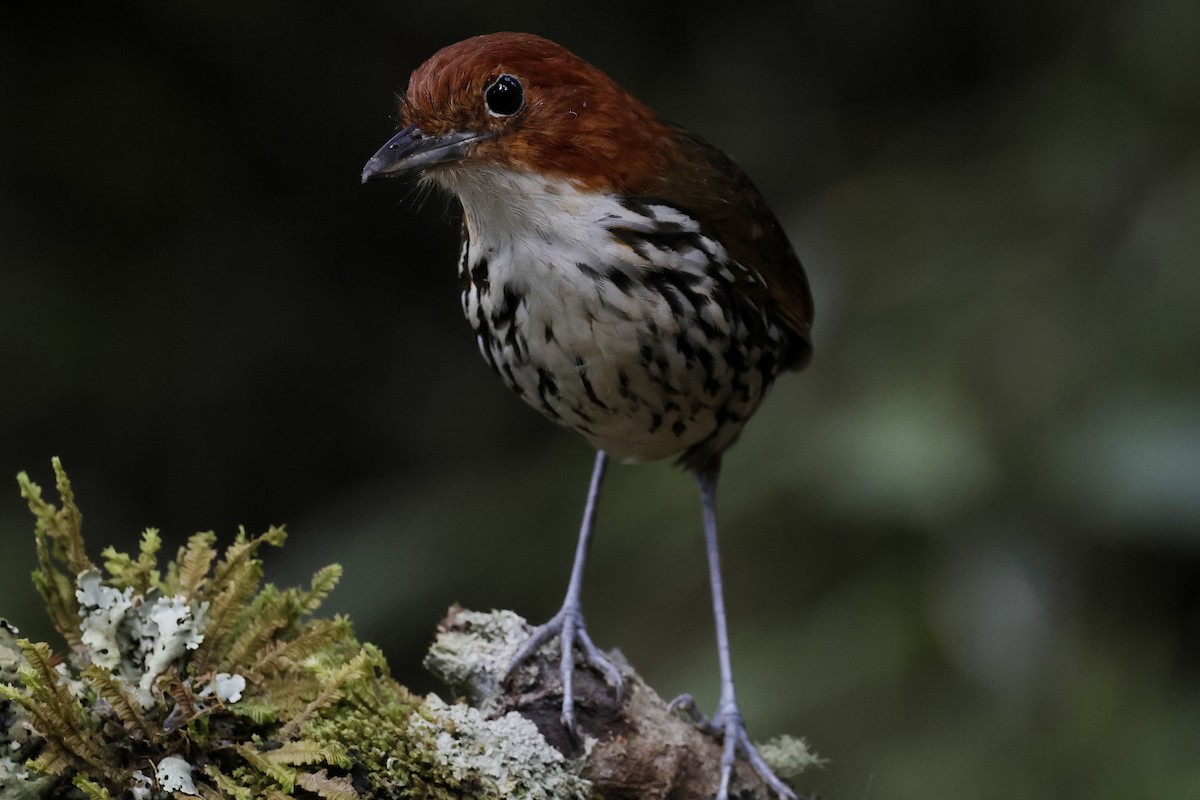 Chestnut-crowned Antpitta - ML624212763