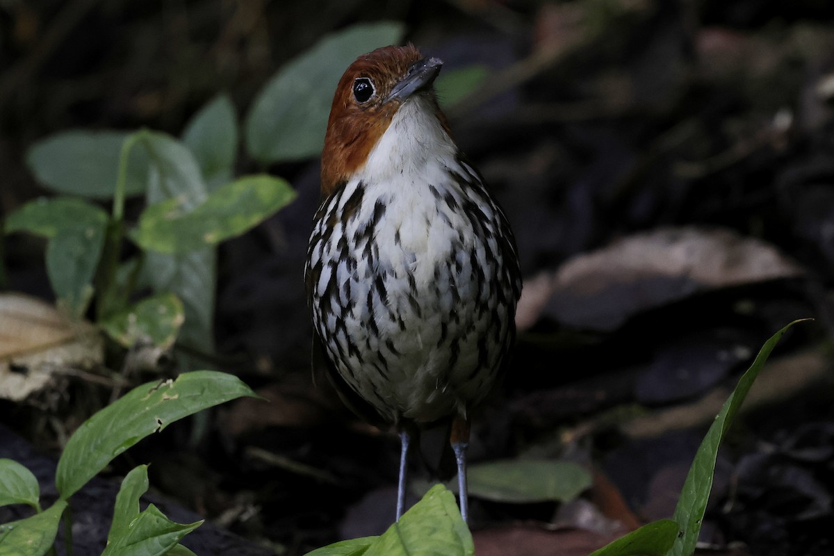 Chestnut-crowned Antpitta - ML624212764