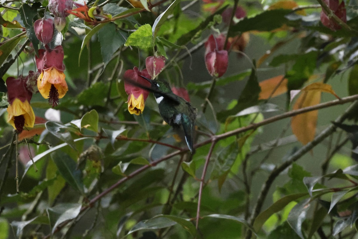 White-throated Daggerbill - ML624212768