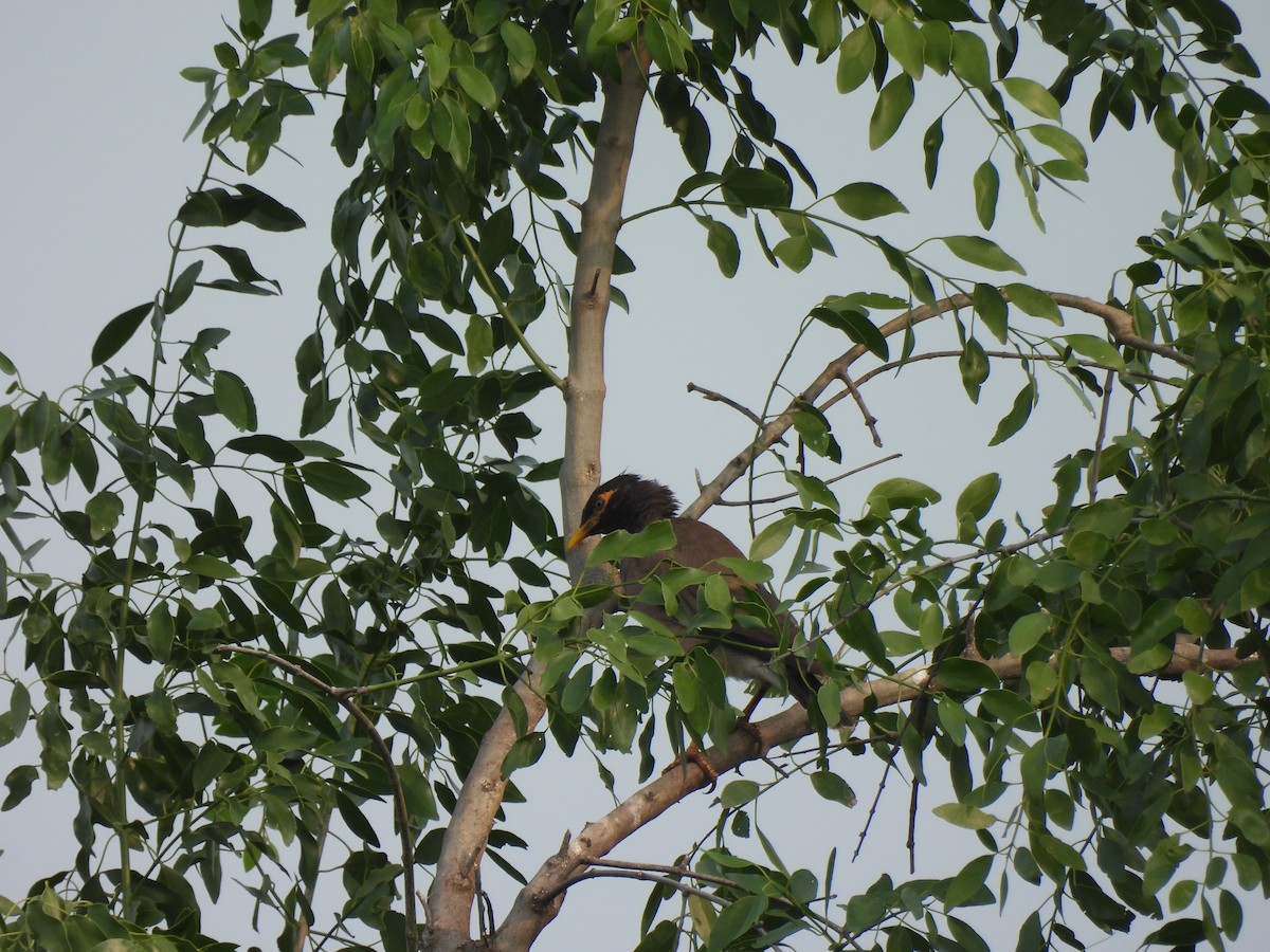 Common Myna - Shilpa Gadgil