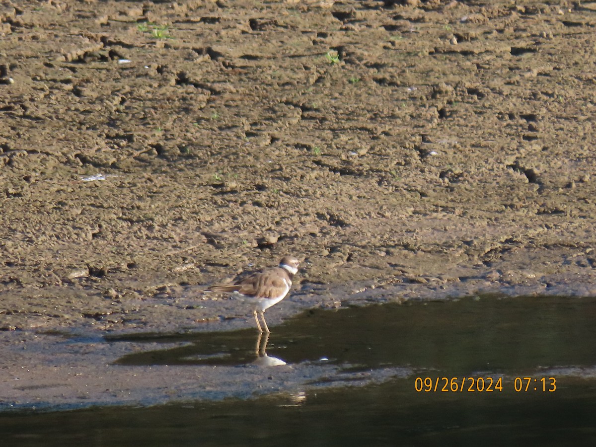 Killdeer - ML624212806