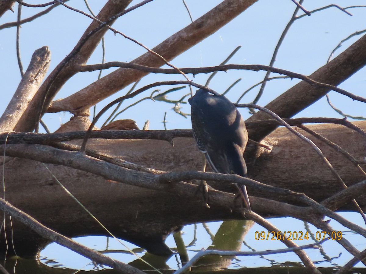 Green Heron - ML624212808