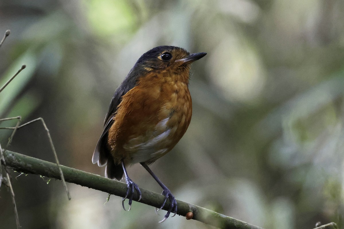 Slate-crowned Antpitta - ML624212815