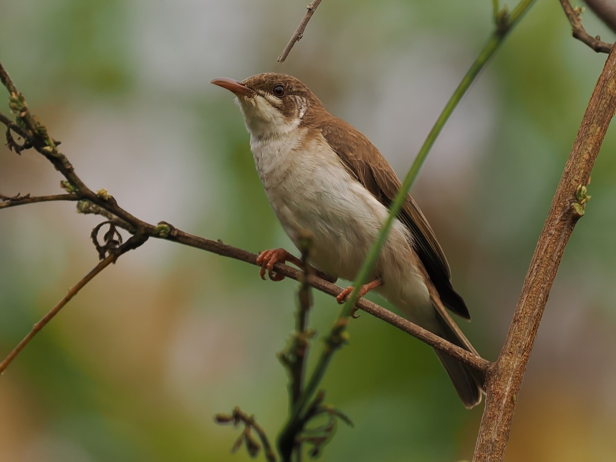 Brown-backed Honeyeater - ML624212820