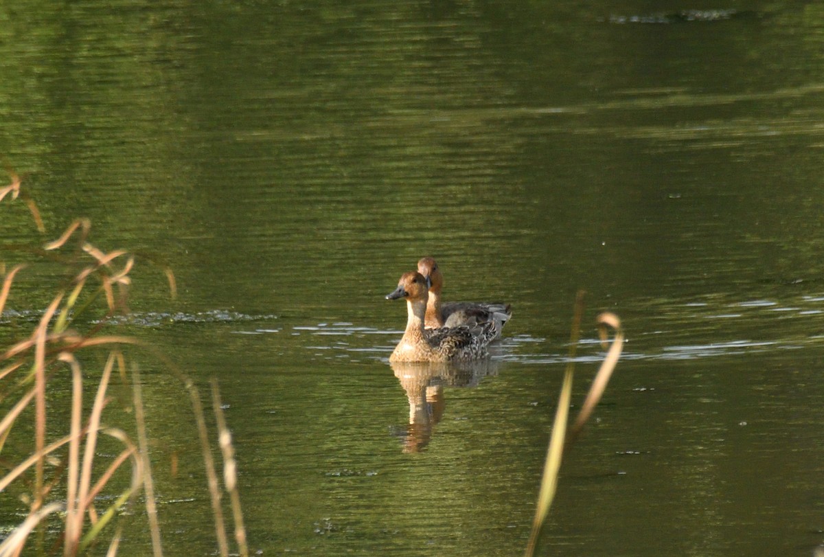 Northern Pintail - Wayne Grubert