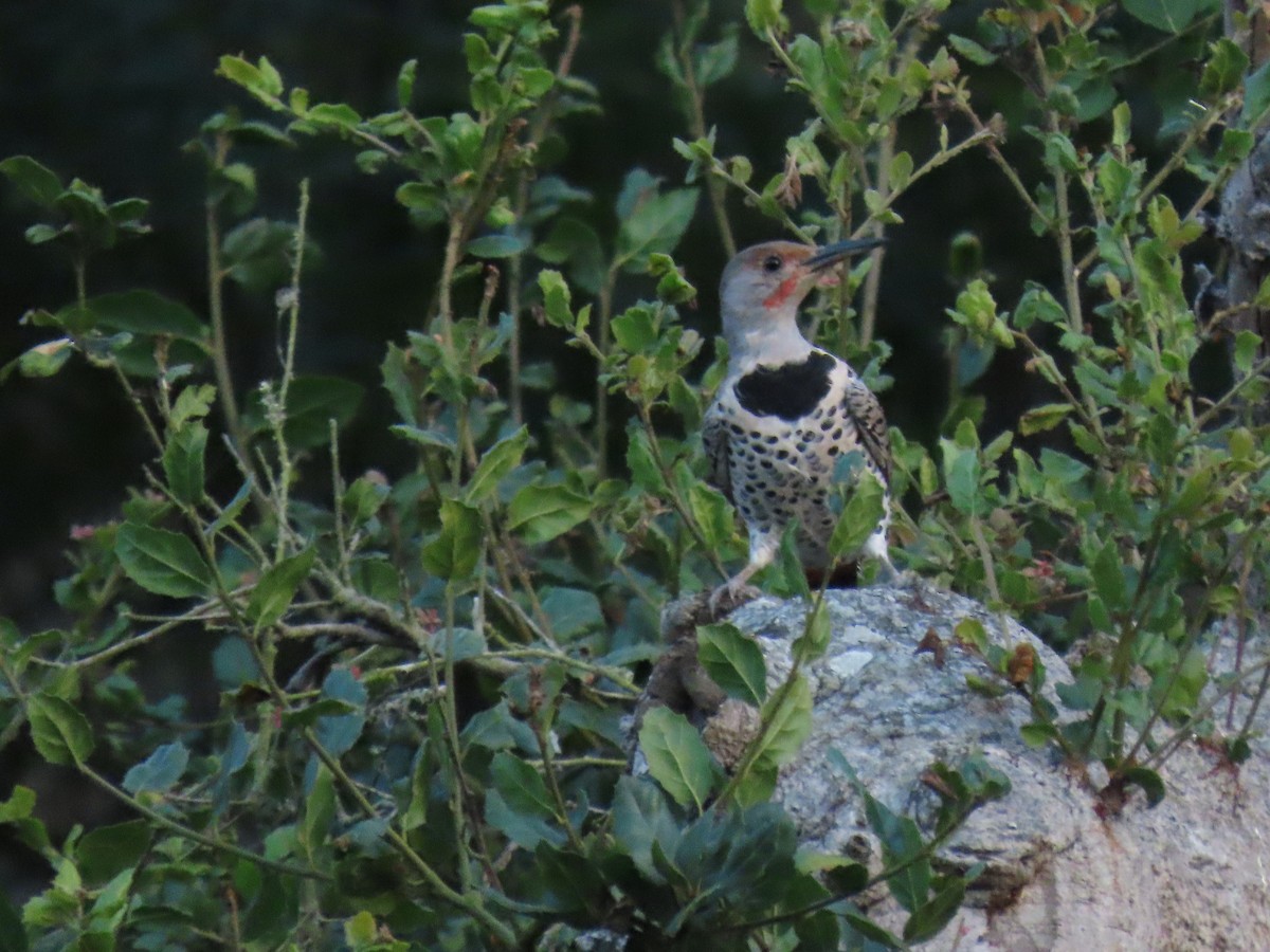 Northern Flicker (Red-shafted) - ML624212836