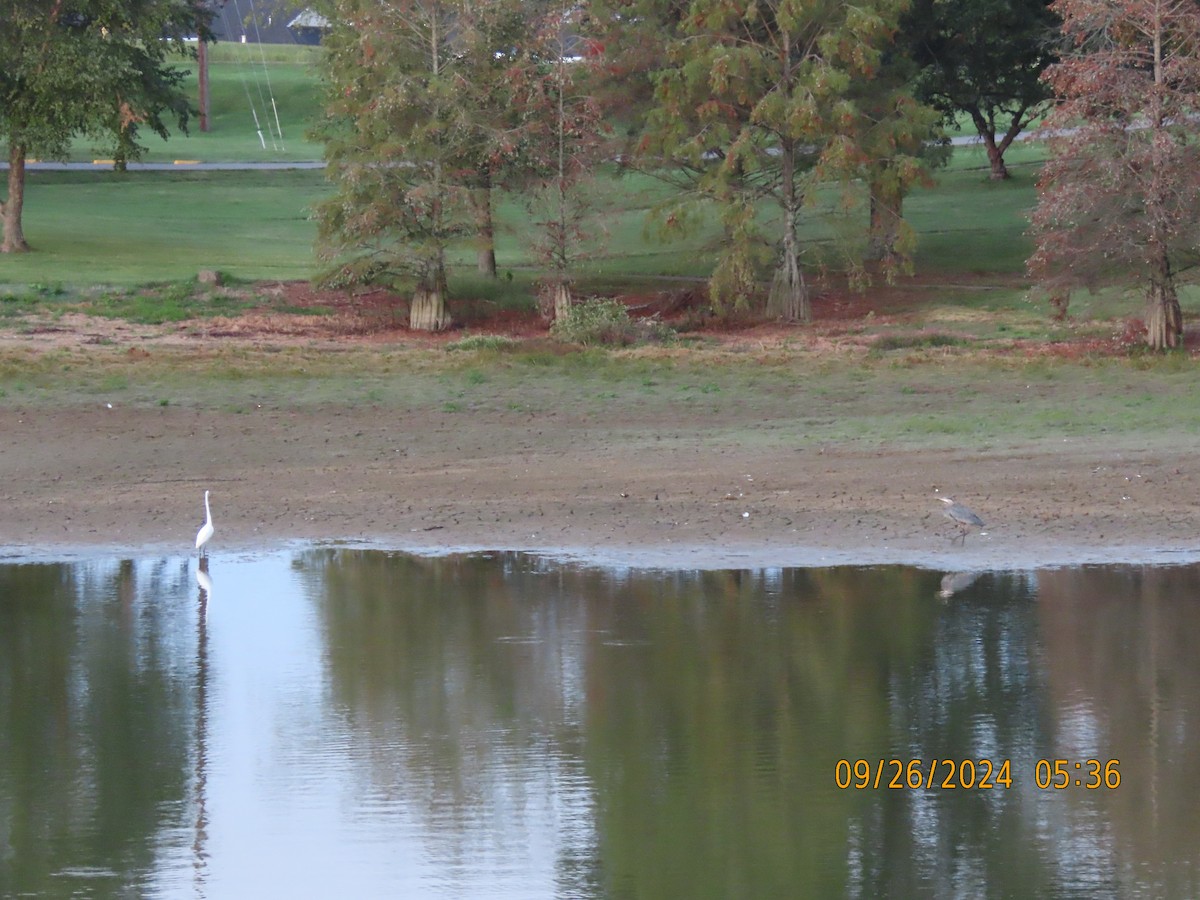 Great Egret - Leon Book