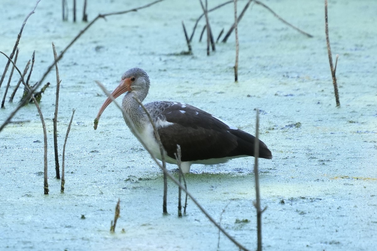 Ak Aynak - ML624212851