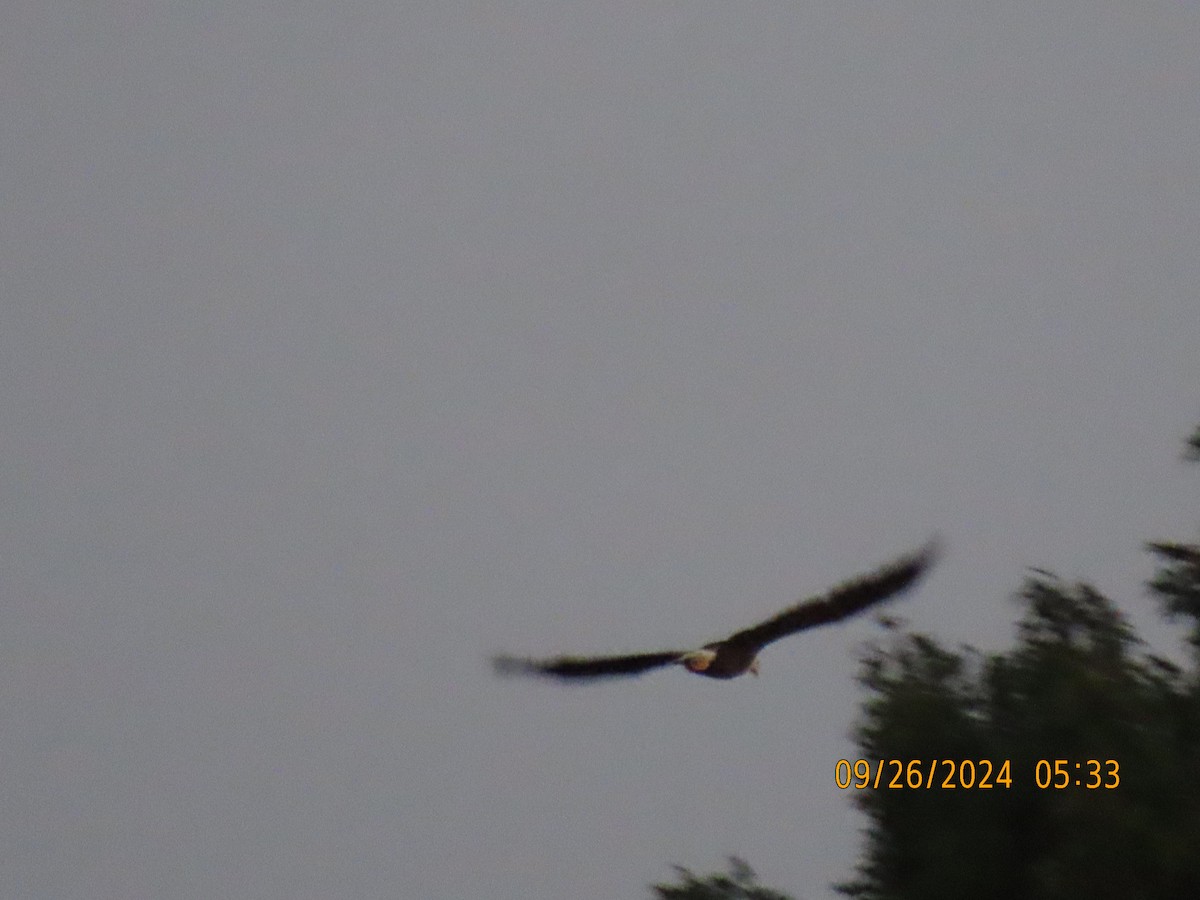 Bald Eagle - ML624212860