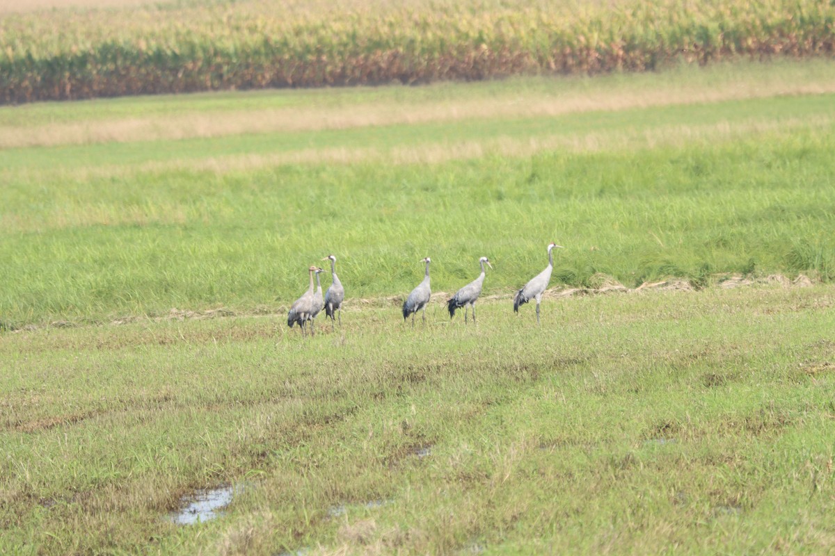 Common Crane - Marcin Kempa