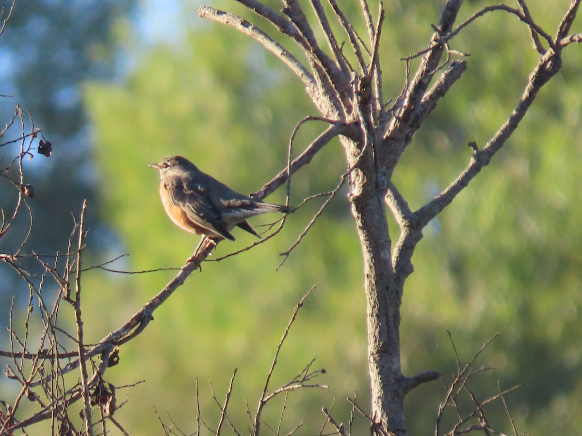 American Robin - ML624212863