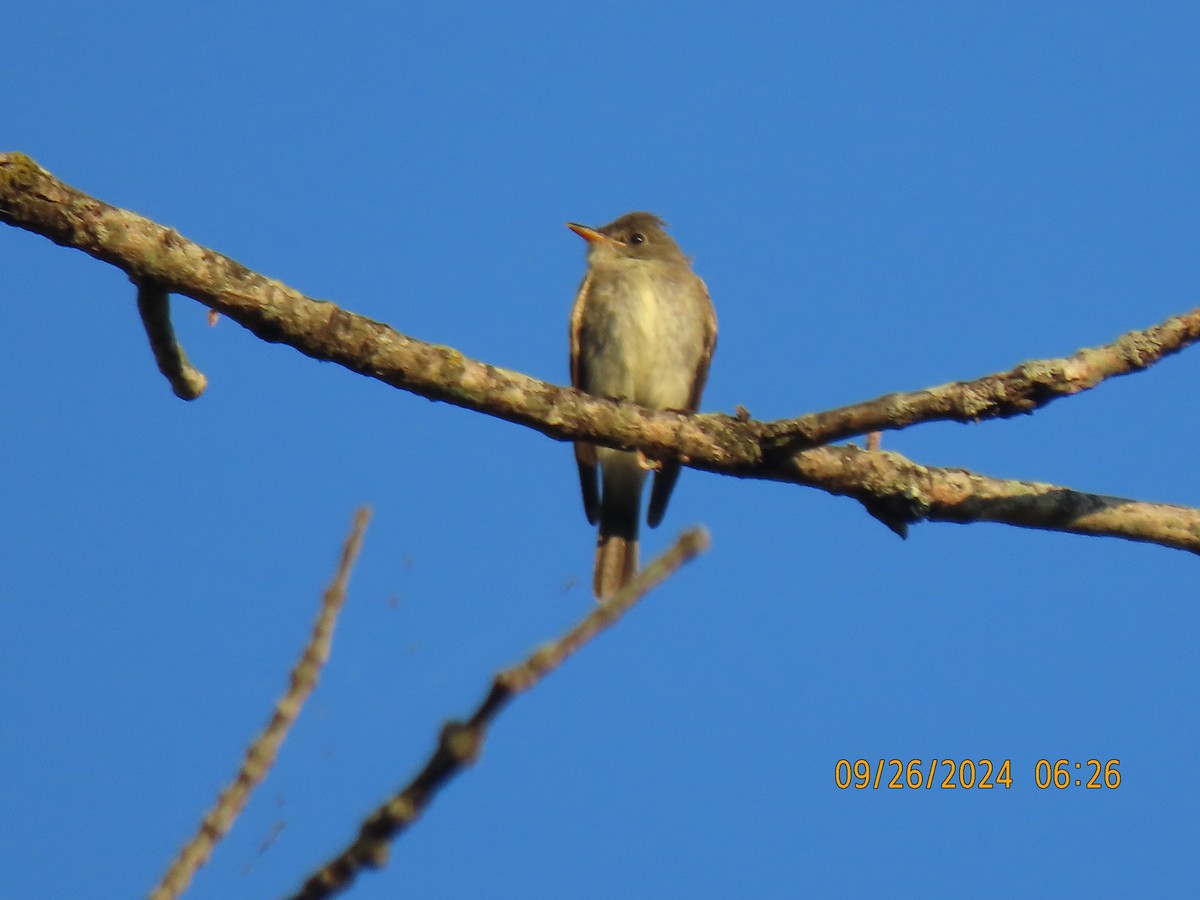 Eastern Wood-Pewee - ML624212867