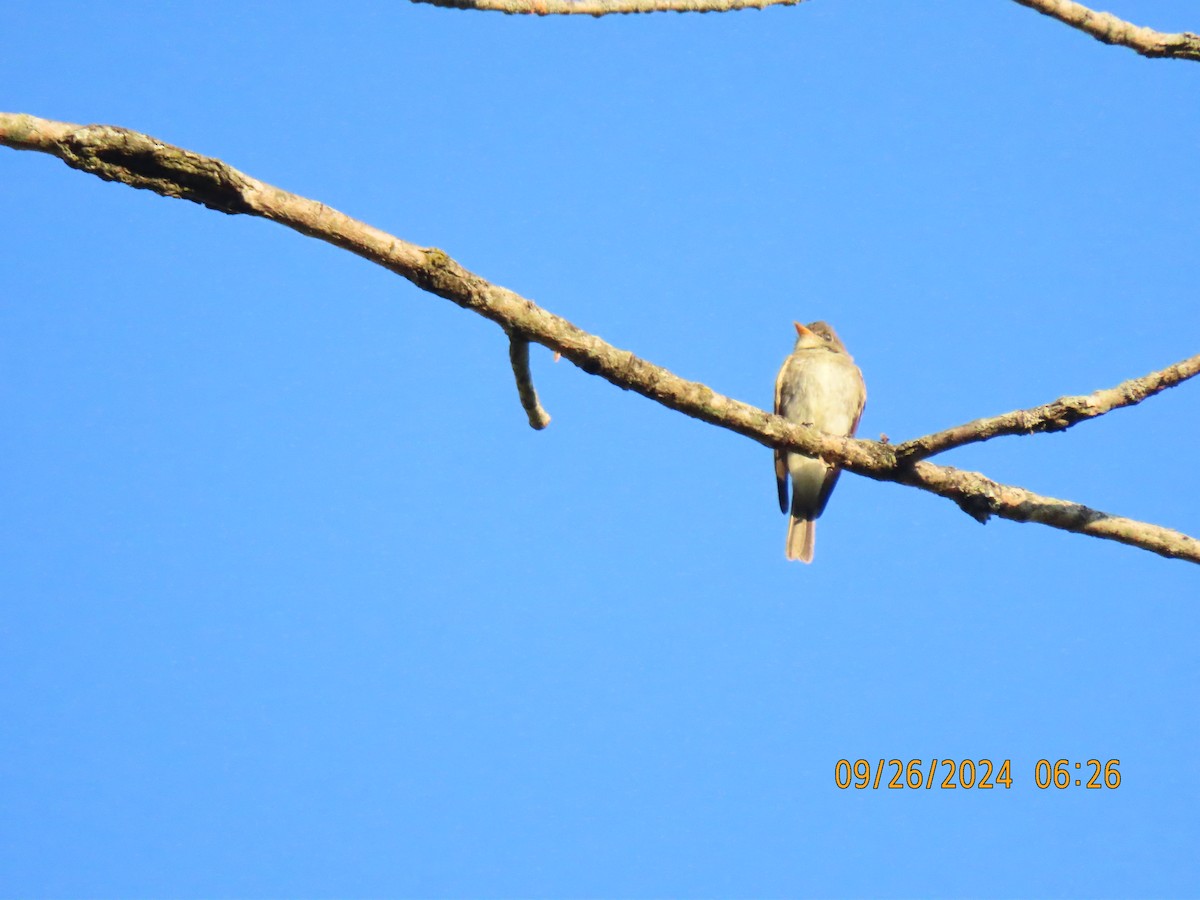 Eastern Wood-Pewee - ML624212869