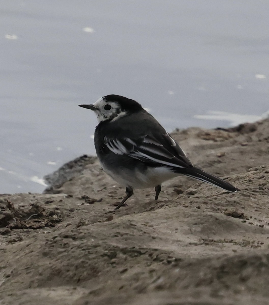 White Wagtail (British) - ML624212880