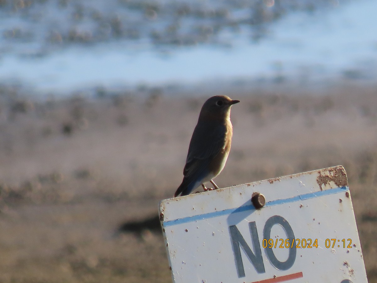 Eastern Bluebird - ML624212885