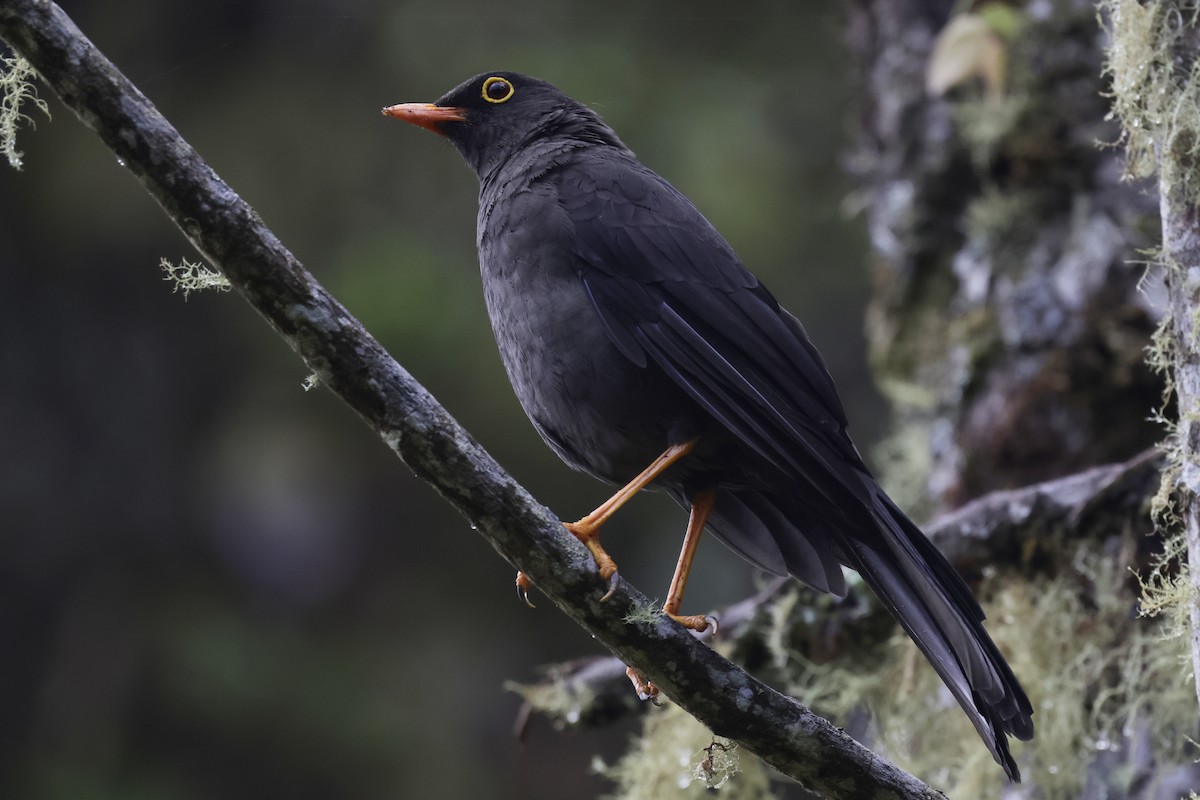 Great Thrush - ML624212901