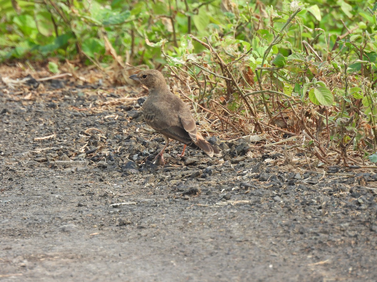 Rufous-tailed Lark - ML624212916