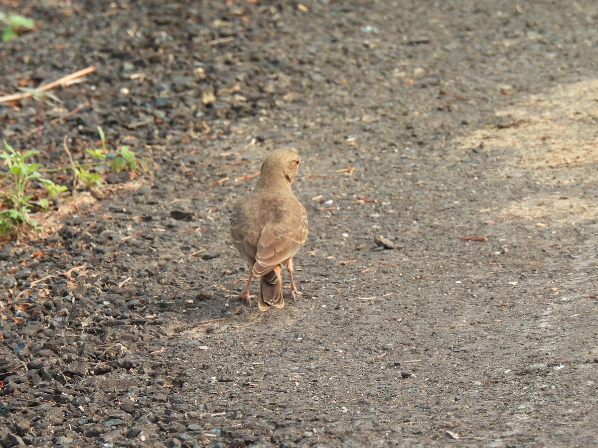 Rufous-tailed Lark - ML624212917