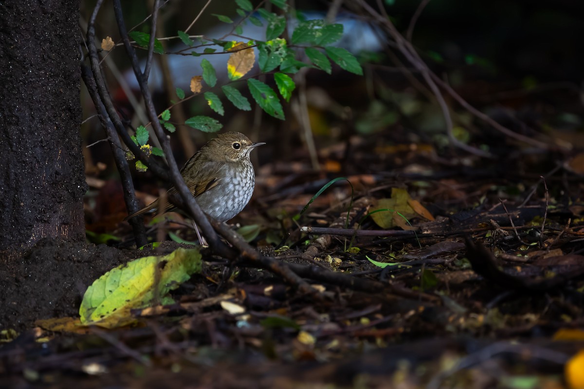 Rufous-tailed Robin - ML624212925