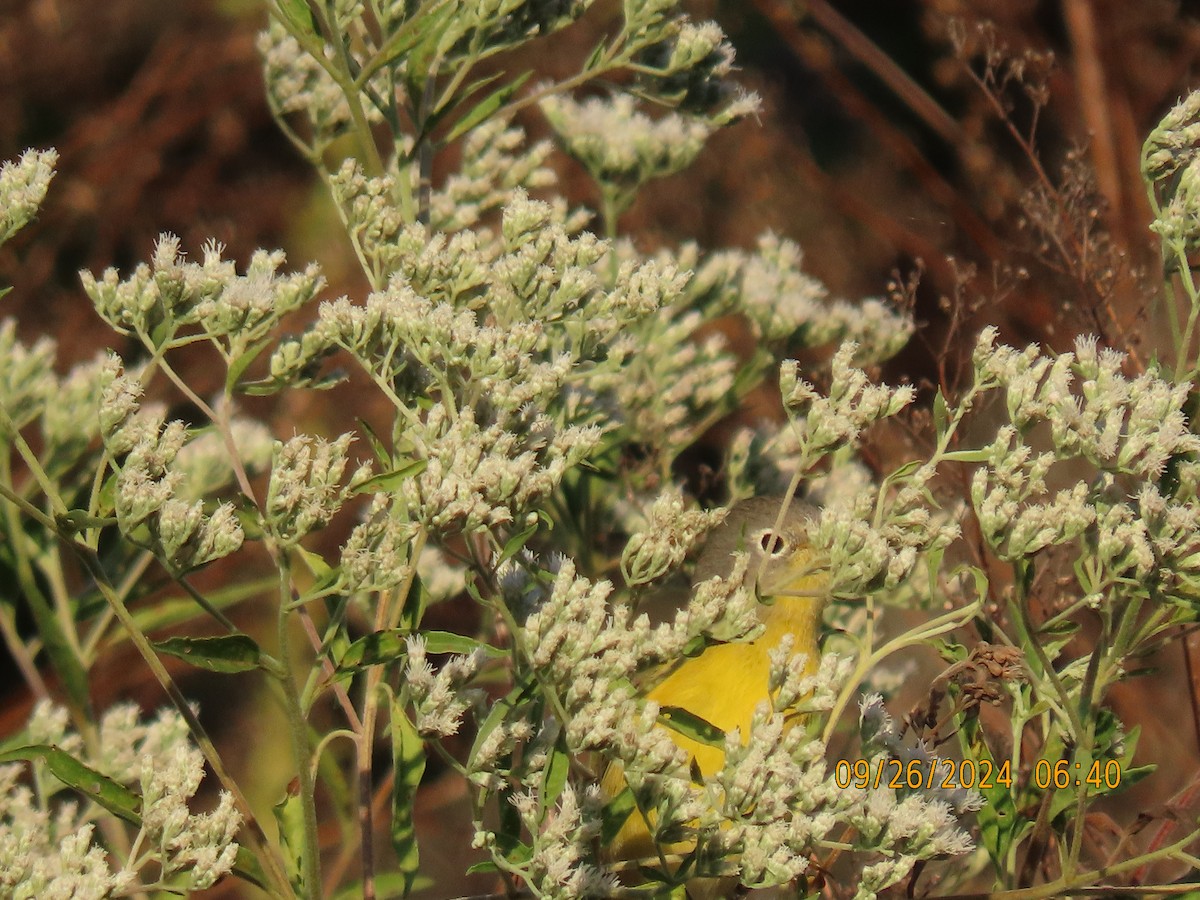 Nashville Warbler - ML624212926