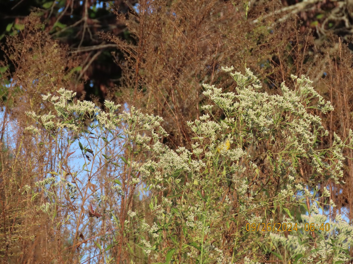 Nashville Warbler - ML624212927