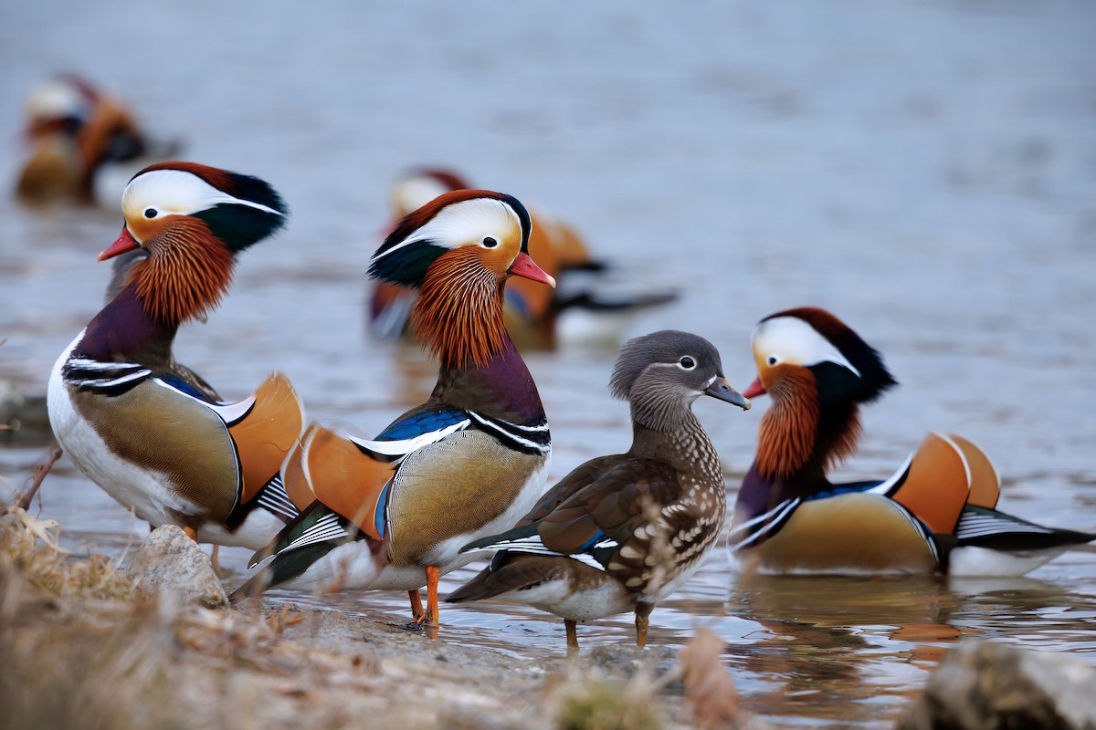 Mandarin Duck - Woochan Kwon