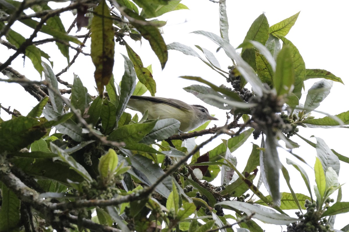 Brown-capped Vireo - ML624212969