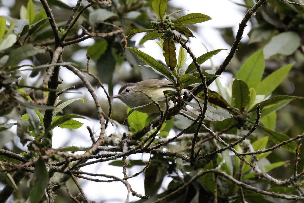 Brown-capped Vireo - ML624212970