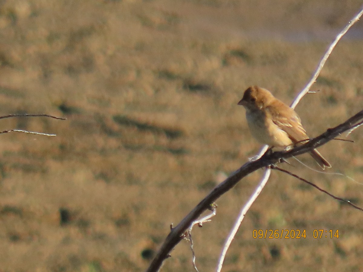 Indigo Bunting - ML624212976