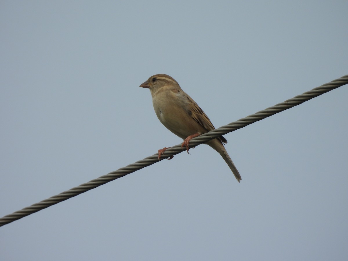 House Sparrow - Shilpa Gadgil