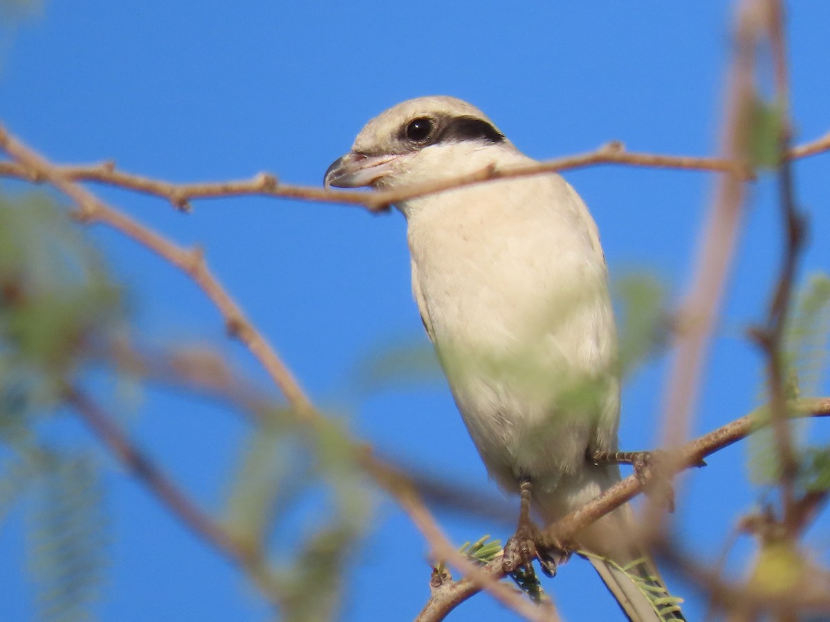 Great Gray Shrike - Alireza Kiani nejad