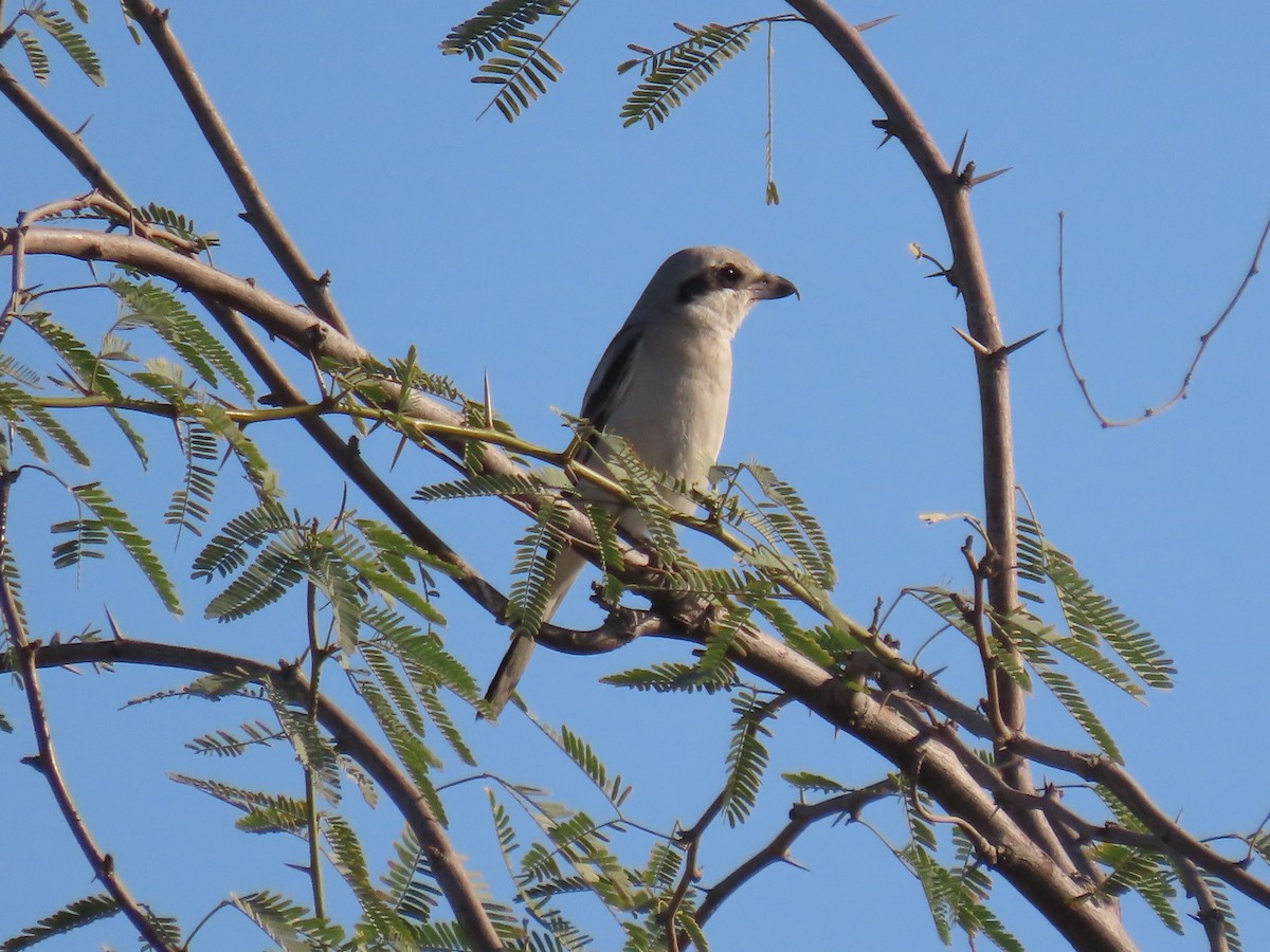 Great Gray Shrike - Alireza Kiani nejad