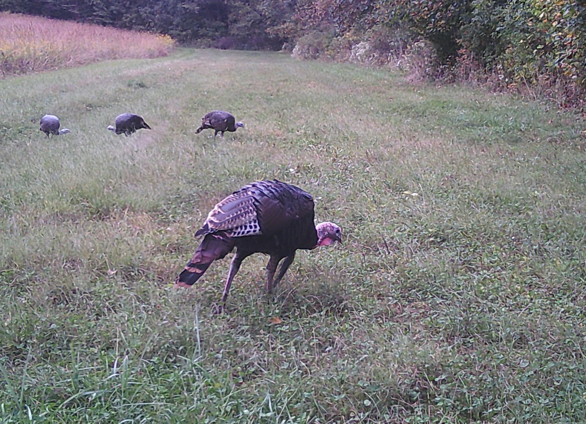 Wild Turkey - ML624213065