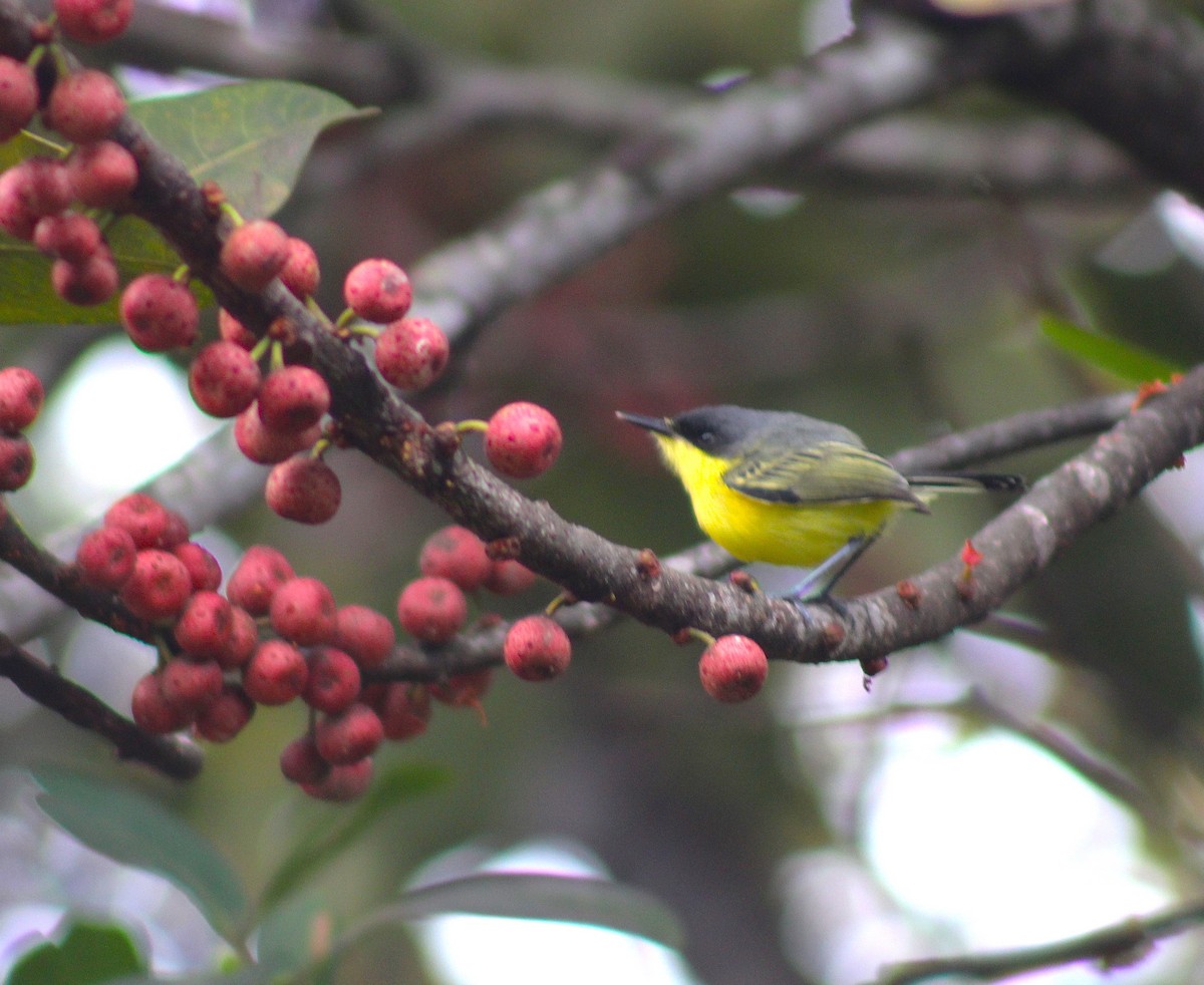 Common Tody-Flycatcher - ML624213100