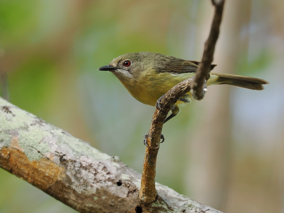 Fairy Gerygone - ML624213111