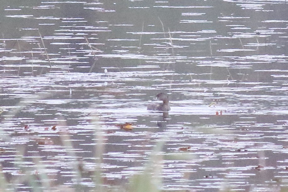 Pied-billed Grebe - ML624213113