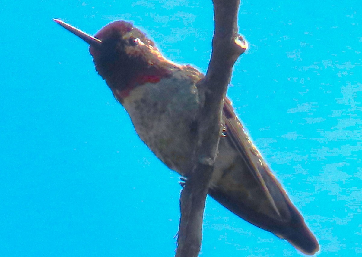 Colibrí de Anna - ML624213128