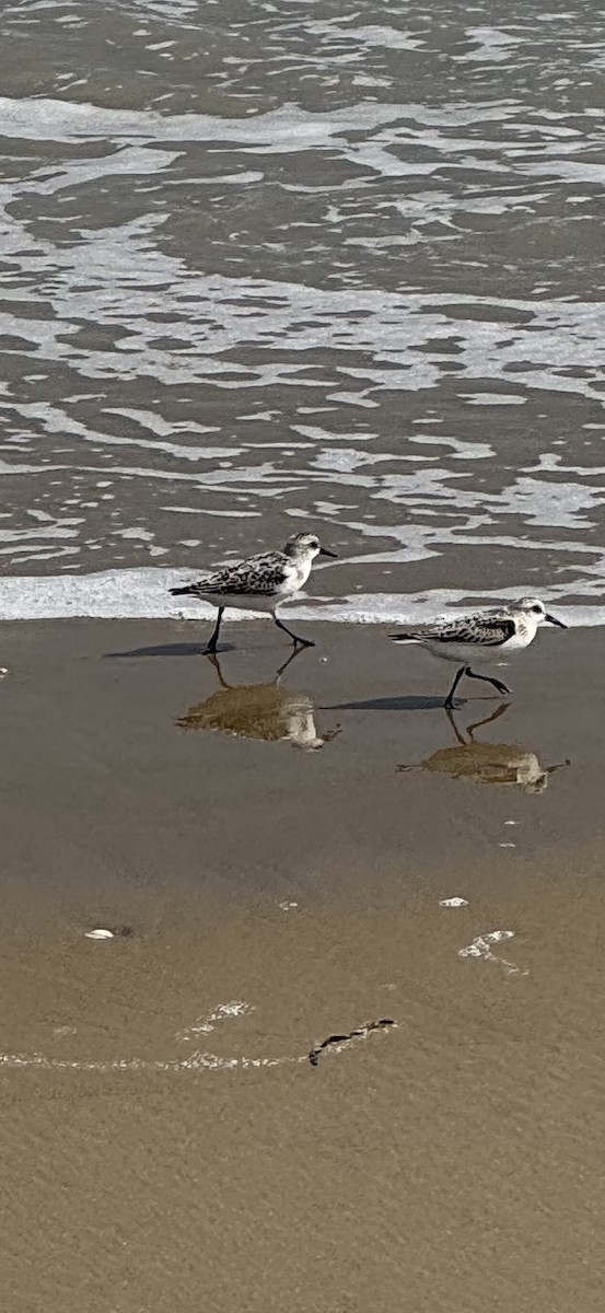 Bécasseau sanderling - ML624213131