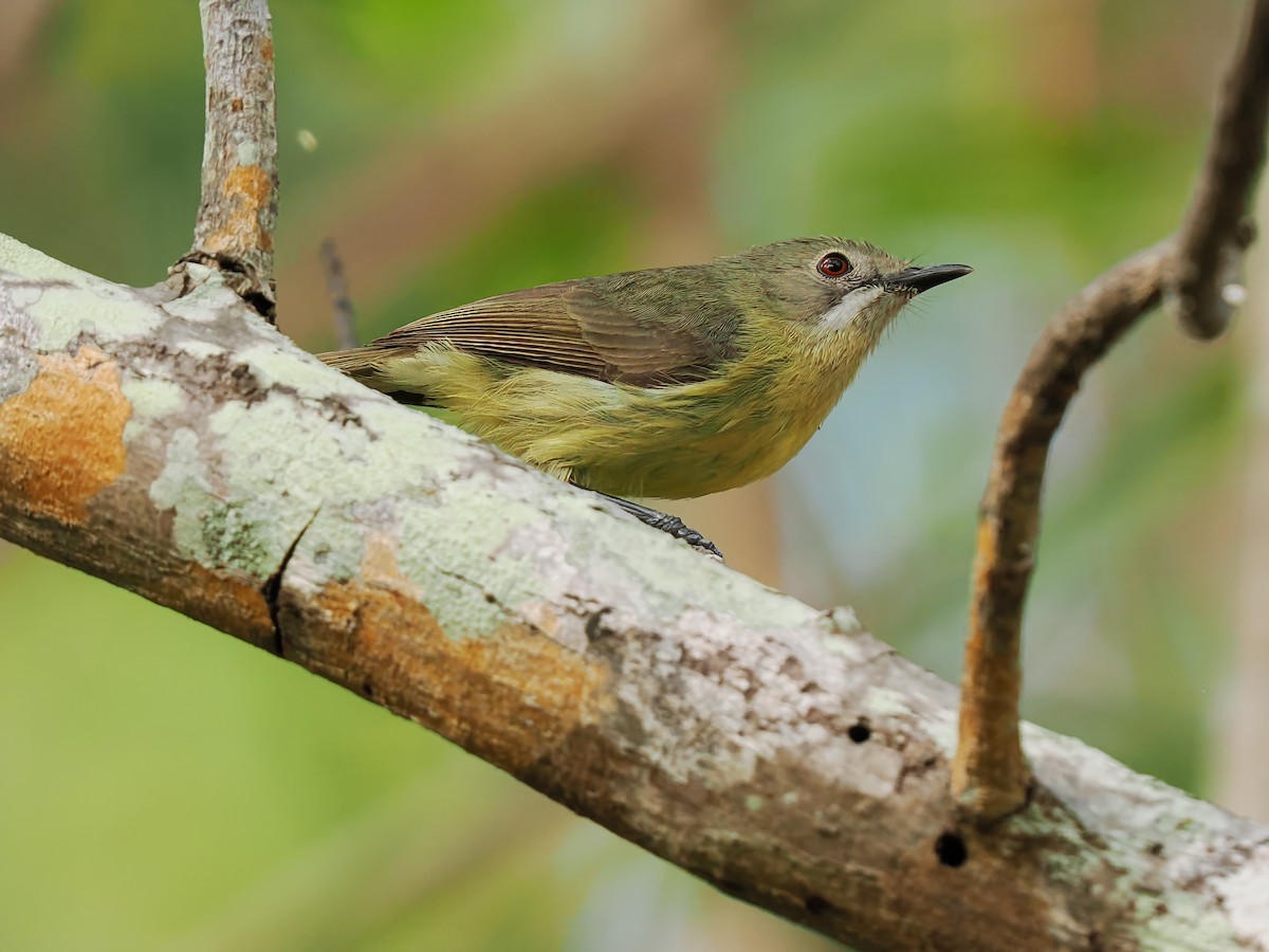 Fairy Gerygone - ML624213137