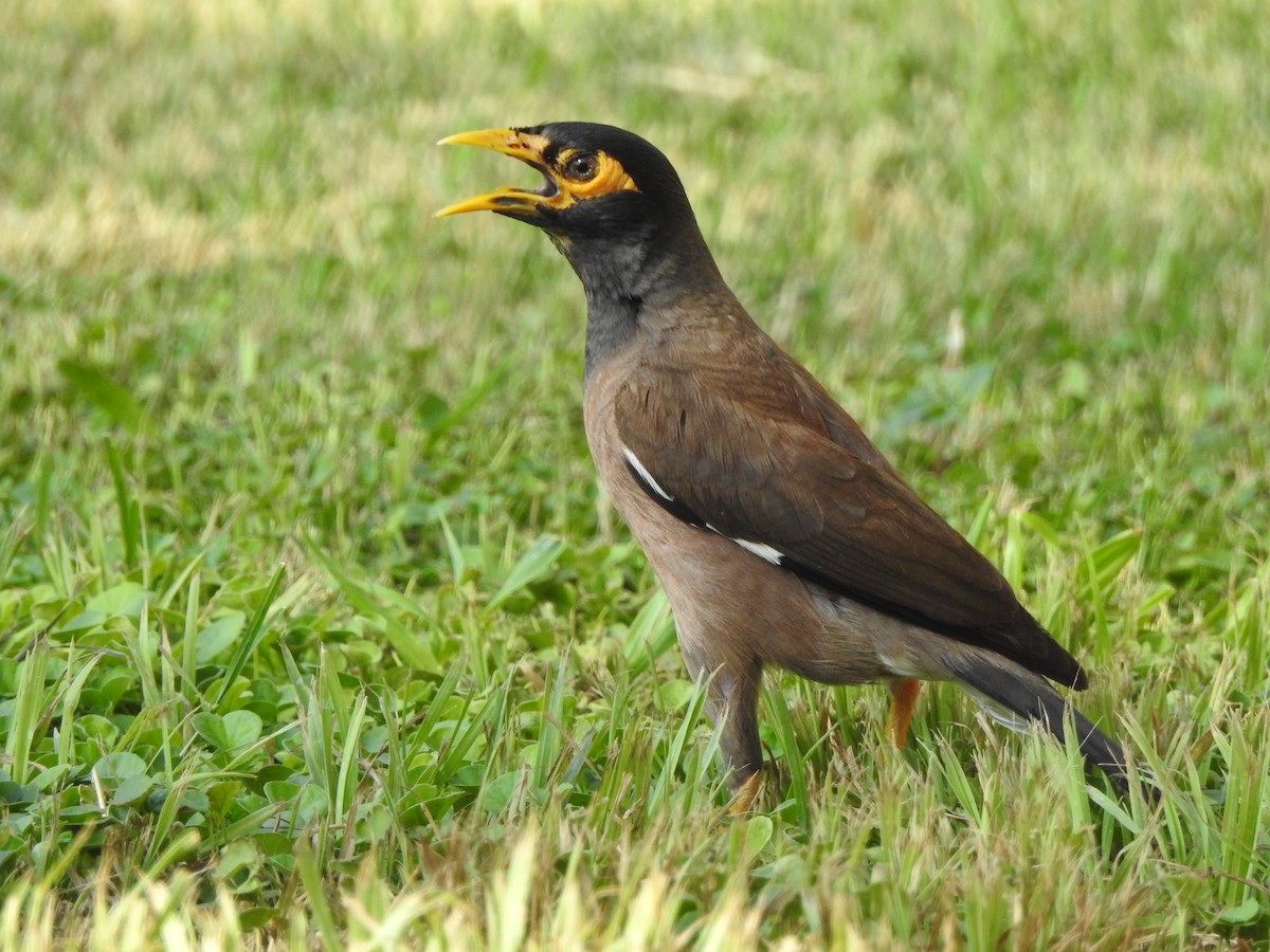 Common Myna - ML624213165