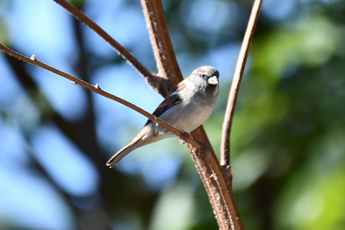 House Sparrow - ML624213173