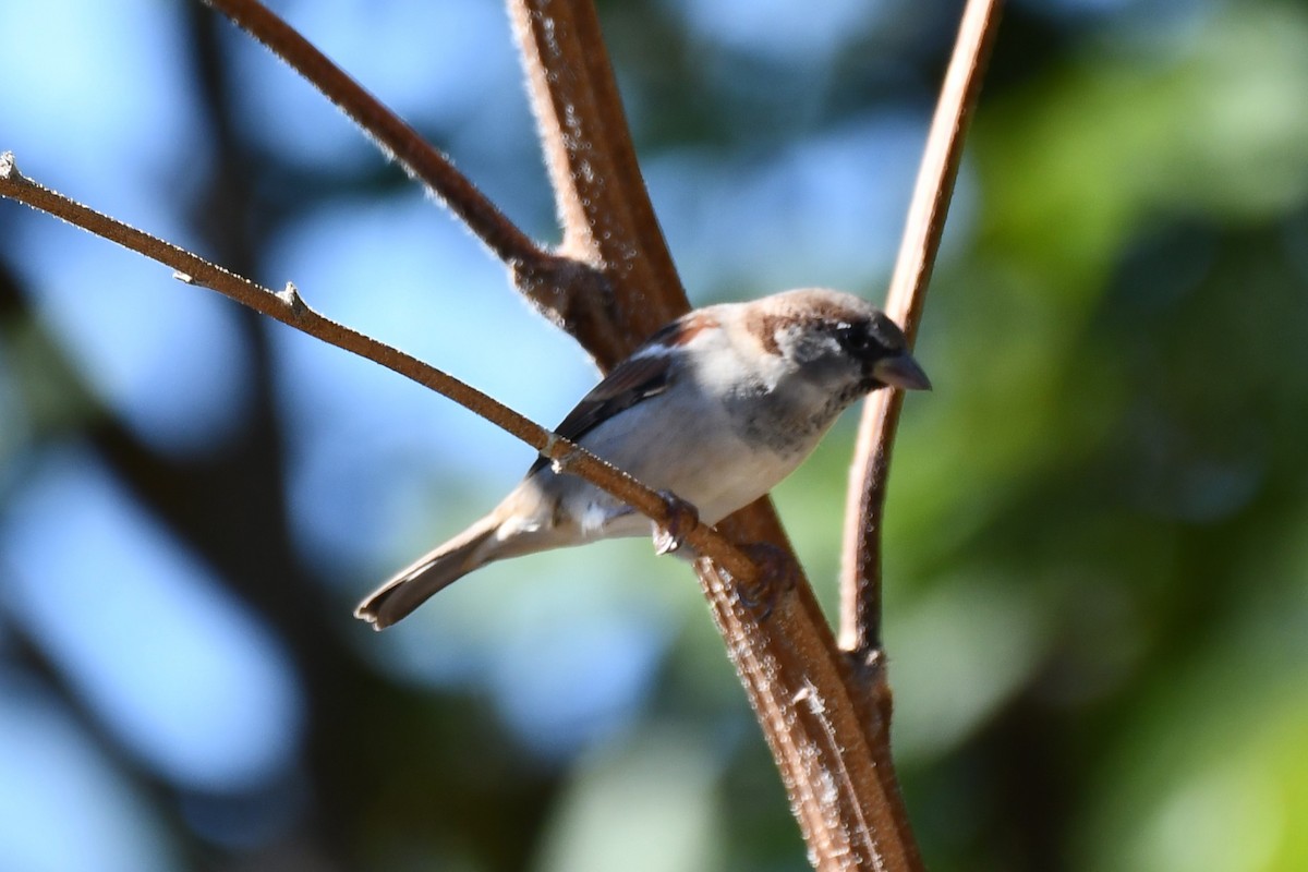 House Sparrow - ML624213174