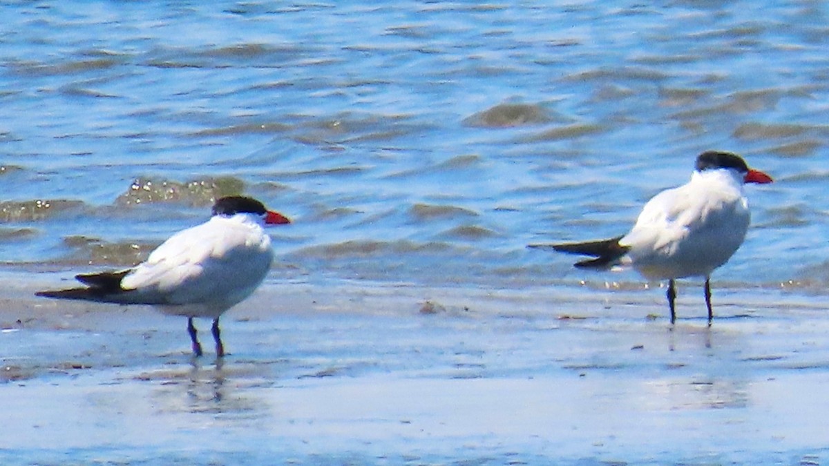 Caspian Tern - ML624213188